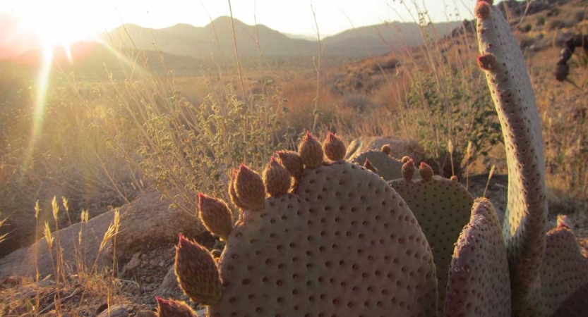 A cactus appears before a vast desert landscape with mountains in the background. 